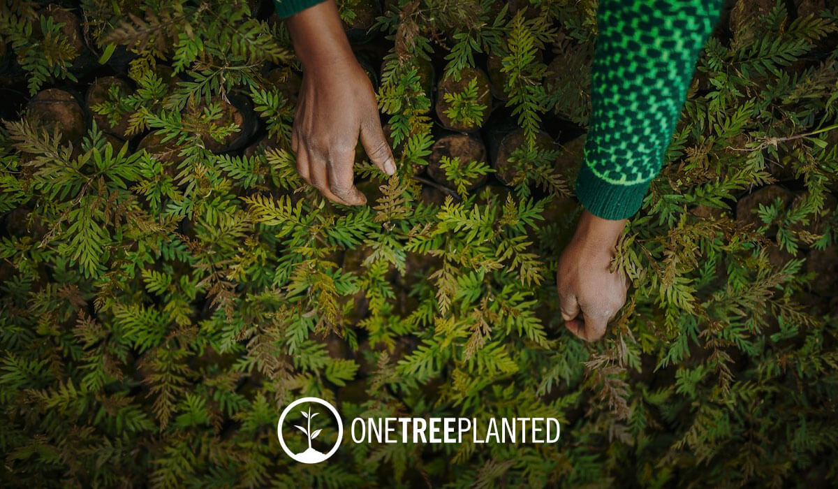 Plant Trees in British Columbia | One Tree Planted